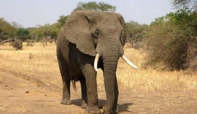 На автомобиль с туристами, в Замбии, напал разъярённый слон